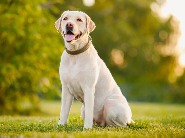 Köpekler Hakkında Bilmeniz Gerekenler: Bakım, Beslenme ve Sağlık İpuçları