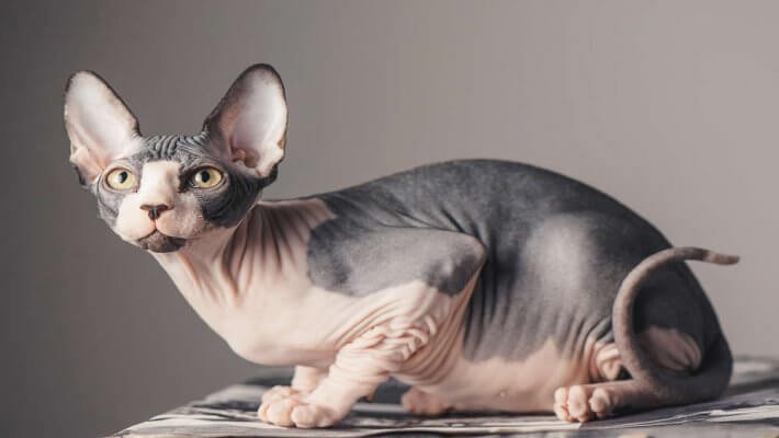 Sphynx Kedisi